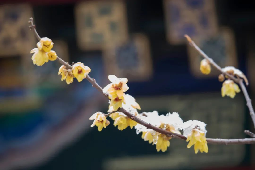 腊梅带雪迎春开(图1)